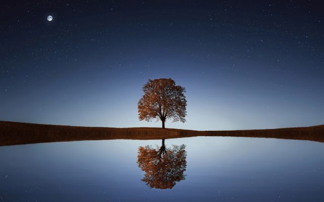 Tree in water